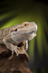Obraz premium Lizard root, Bearded Dragon on black mirror background