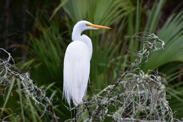 florida wildlife-bird