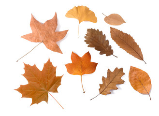 dried leaves group