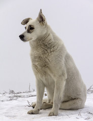 Stray dog winter in the snow. The  is falling