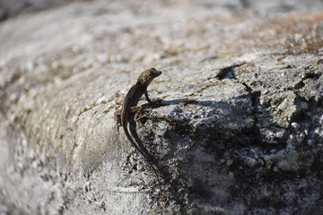 lizard on the rock
