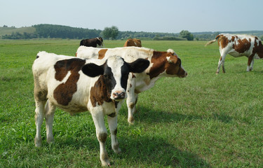 Fototapeta na wymiar calves on a summer pasture.