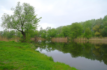 River landscape and wood