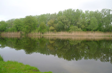 River landscape and wood
