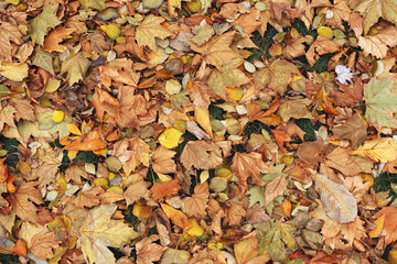 autumn leaves background