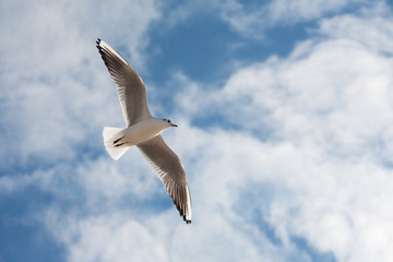 segull in sky