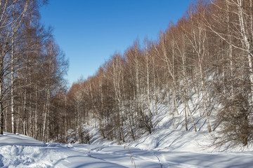 birch grove in the mountains