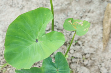 Closeup of Caladium leaf