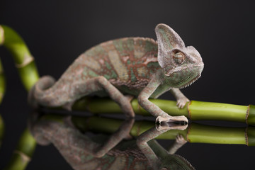 Green chameleon on bamboo, lizard background