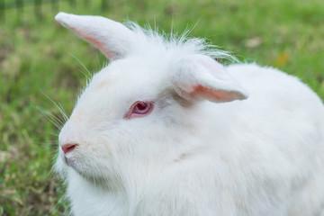 Cute Newzealand white rabbit, lion head rabbit on green grass