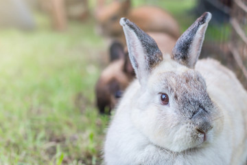Fototapeta premium Cute Netherlands dwarf bunny on green grass