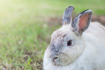 Cute Netherlands dwarf bunny on green grass