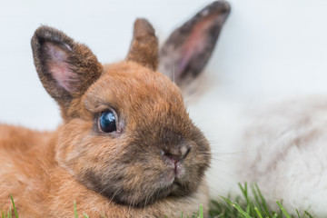 Cute Netherlands dwarf bunny on green grass