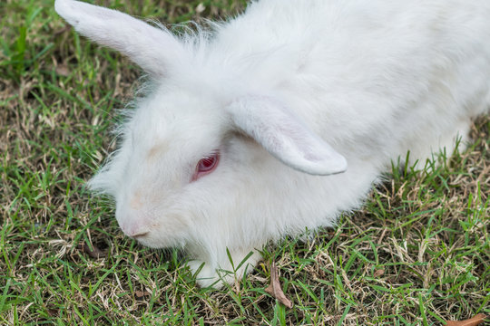 Cute Newzealand white rabbit, lion head rabbit on green grass