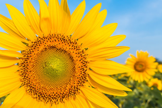 The sunflower with blue sky background