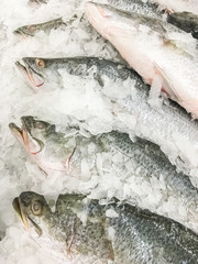 Seaperch fish or White snapper fish fresh in ice sell on market.