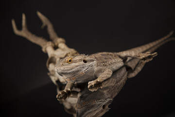 Skull, Lizard, Agama, Antlers, dragon and skull