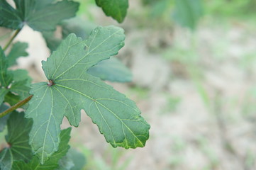 Closeup of Roselle leaf