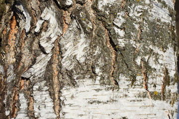 tree snow winter birch forest