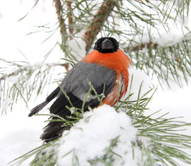 Bullfinch
