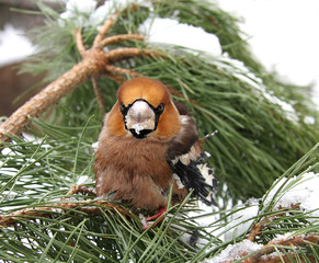 Grosbeak