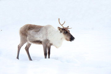 Obraz premium Reindeer