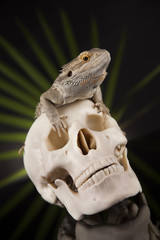 Human skull,Agama bearded, lizard background