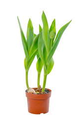 beautiful young seedling tulips with green leaves in flower pot