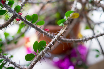 Dangerous and prickly flower in a natural park