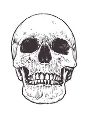 Anatomic Skull Vector