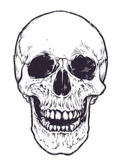 Anatomic Skull Vector