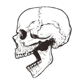 Anatomic Skull Vector
