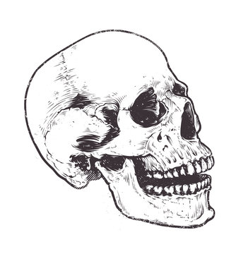 Anatomic Skull Vector