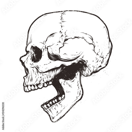 view vector skull side i