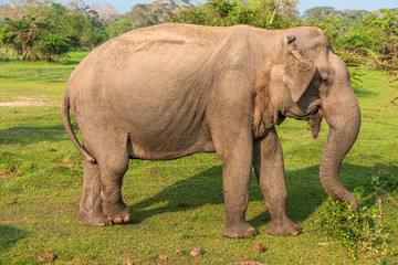 Sri Lanka: wild elephant in jungle of Yala National Park 
