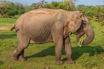 Fototapeta premium Sri Lanka: wild elephant in jungle of Yala National Park 