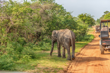 Fototapeta na wymiar Sri Lanka: wild baby elephant on the road in Yala National Park 