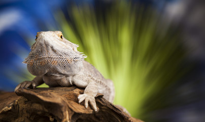 Agama bearded, pet on black background, reptile