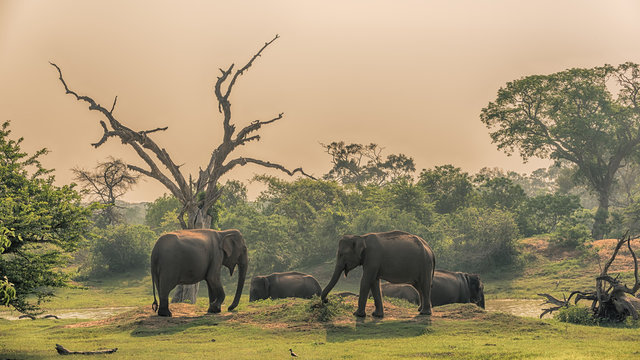 Fototapeta Sri Lanka: group of wild elephants at jungle drinking place of Yala National Park   