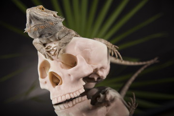 Human skull,Agama bearded, lizard background