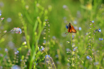 Butterfly on a tiny flower in early morning. Soft blur nature background