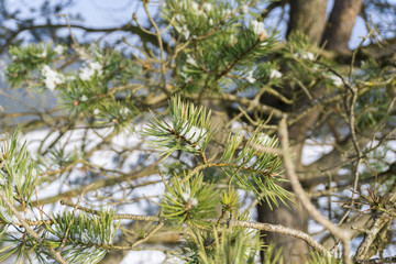 Tannenzweige im Winter