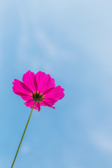 Beautiful cosmos flower with blue sky background