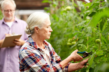 senior woman with garden pruner at farm greenhouse