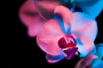 Orchid in red and blue lights