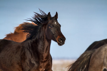 Fototapeta na wymiar Horse portrait in motion in herd at winter day