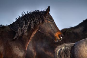 Horse portrait in motion in herd at winter day