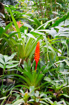 Tillandsia stricta , Tillandsia Houston red blossom in tropical jungle.