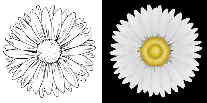 Daisy flower on white and black background