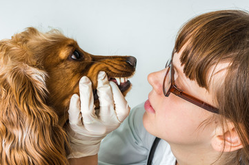 Veterinarian checks teeth to a dog
